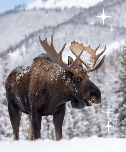Moose