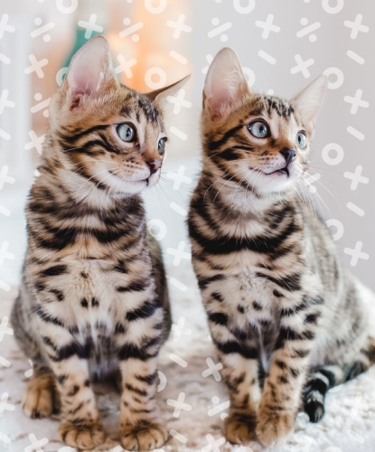 cats