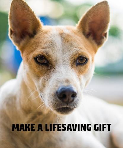 Dog Image - Make a Lifesaving Gift Header