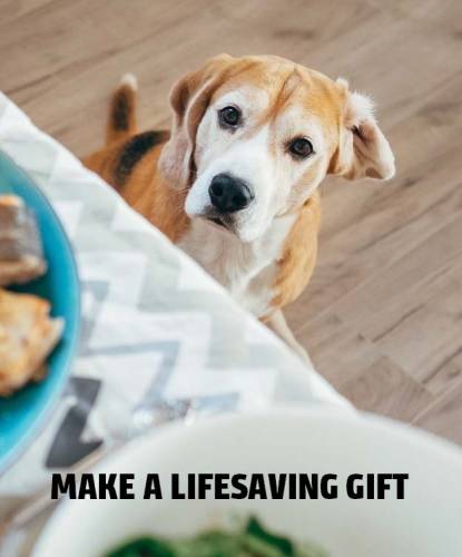 Dog Image - Make a lifesaving gift