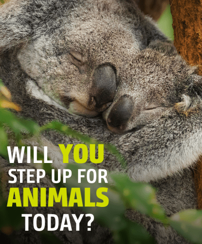 Will You Step Up for Animals Today?