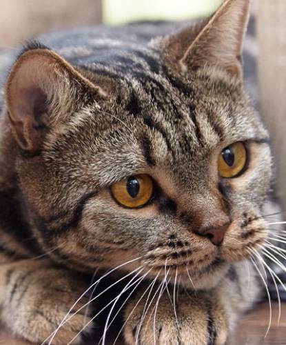 tabby cat