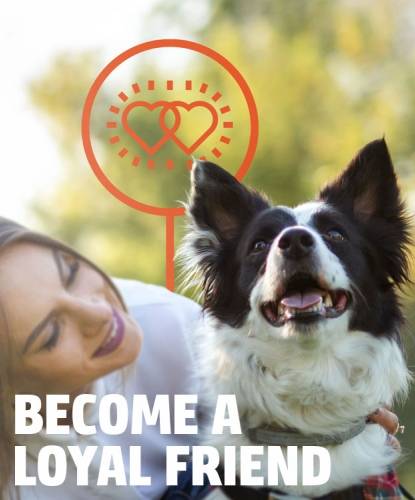 Dog and woman - become a Loyal Friend