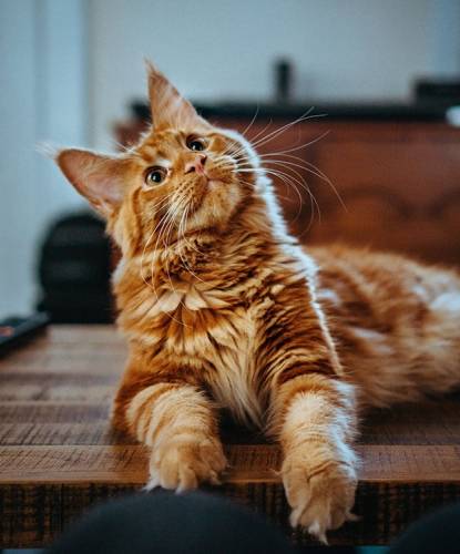 orange Maine coone cat