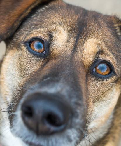 Close-up of a brown dog with amber eyes looking directly at the camera, showing detailed fur texture and a soft expression.