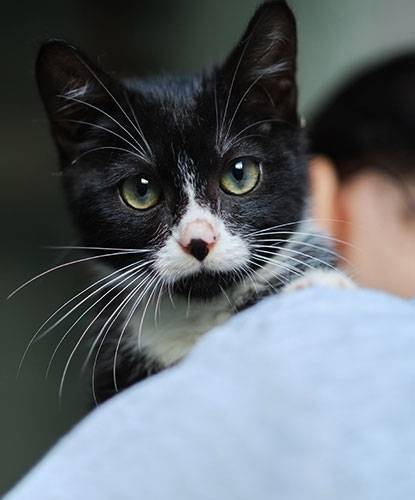 black and white kitten sitting on owner's shoulder
