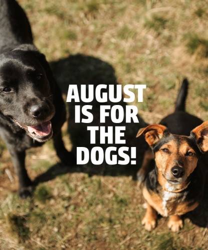 Black and brown dogs and text AUGUST IS FOR THE DOGS dog charity Morris Animal Foundation