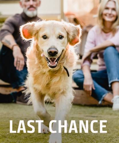 golden retriever running toward camera with owners in background, LAST CHANCE text overlay