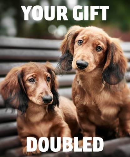 two brown Dachschund dogs YOUR GIFT DOUBLED for National Dog Day