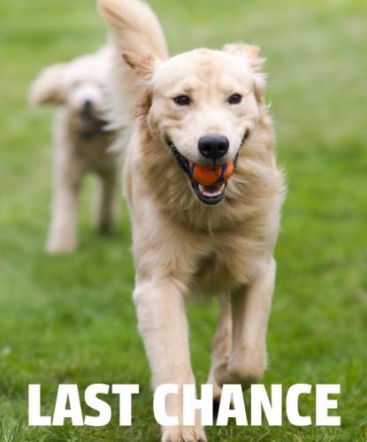 Light golden retriever running in a grassy field with a ball in its mouth. overlay text LAST CHANCE