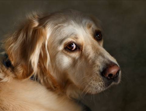 Photo of golden retriever looking at camera