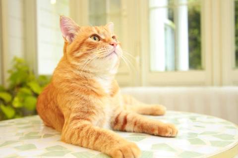 orange cat laying on a table