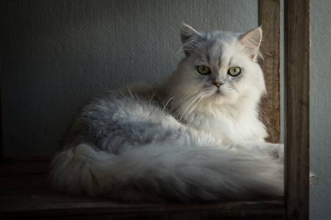 Photo of long-haired, white cat laying in a window