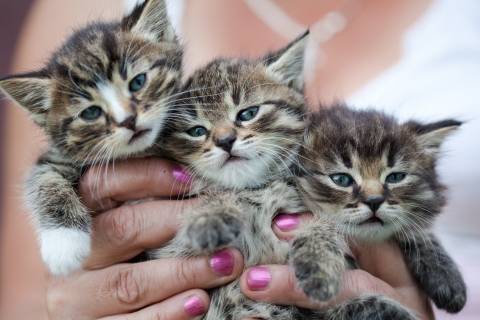 three kittens in a woman's hand