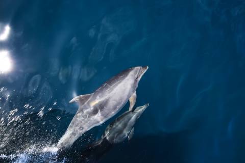 two dolphins swimming