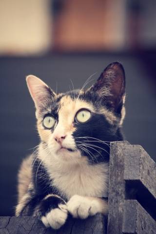 close-up of a cat's face with green eyes