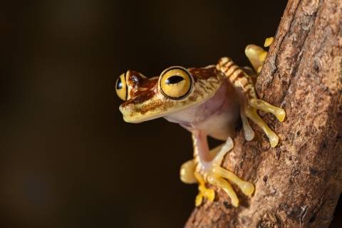 close-up of a tree frog on a branch