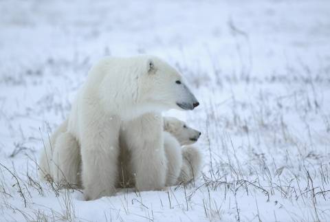 an adult polar bear and baby polar bear sit in the snow