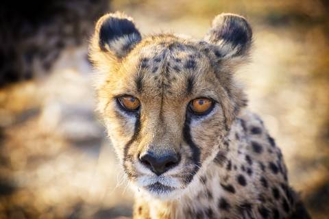 photo of wild cat looking at camera