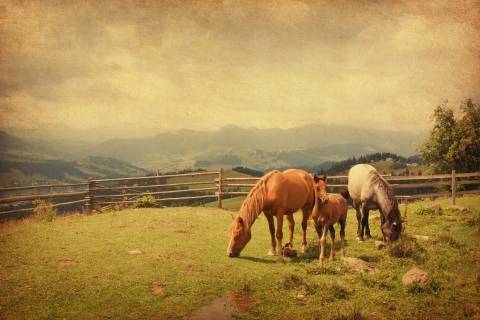 three horses grazing in a field