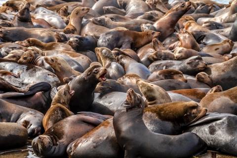 many seals packed tightly together