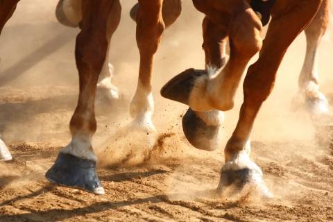 close-up of horse hooves running