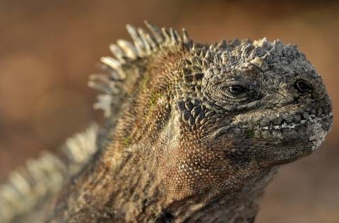 close-up of a large lizard