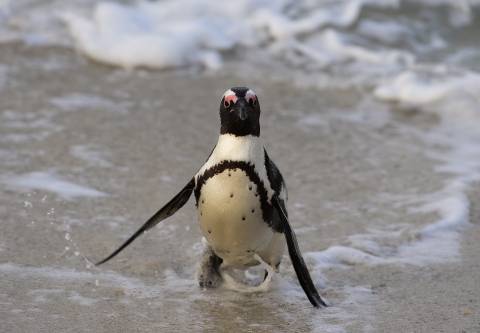 small penguin comes out of water onto a beach