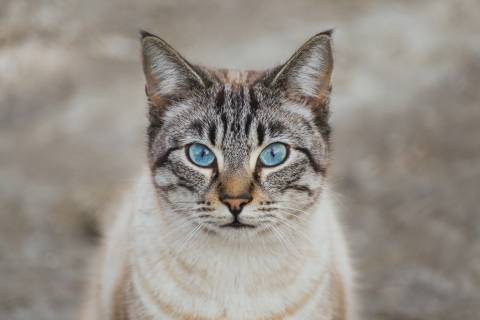 tan cat with blue eyes looking at camera