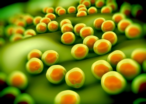 close-up of bacteria