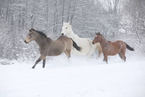 three horses running in the snow