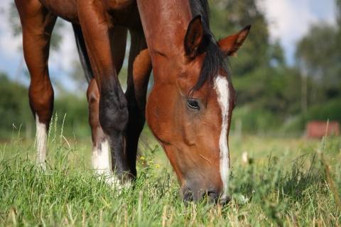 a brown horse eating grass in a field