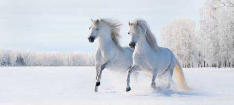 Horses_white in the snow