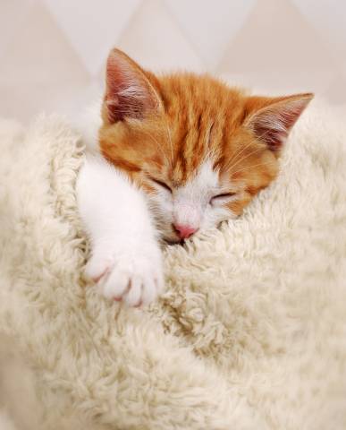 cat wrapped in blanket