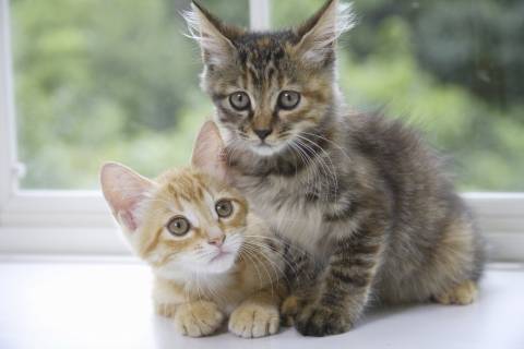 two kittens cuddling by a window