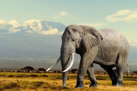 an elephant walking in a field