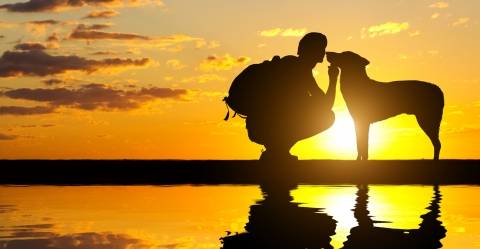 silhouette of dog and human at sunset