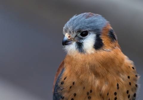 a close-up of a raptor