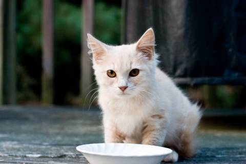 White Cat