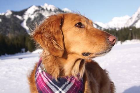 Golden Retriever_Kaia Hero 1505