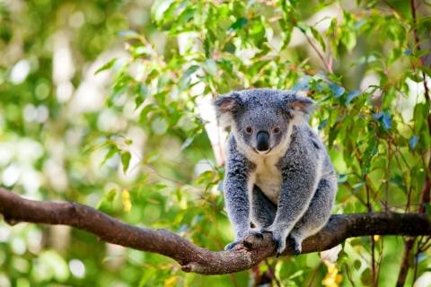 Wildlife_Koala