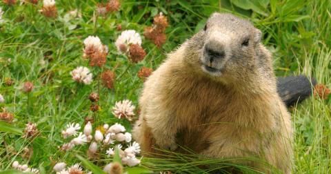 Wildlife_ground hog 