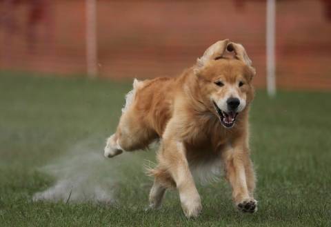 Golden Retriever Lifetime Study Hero #2005