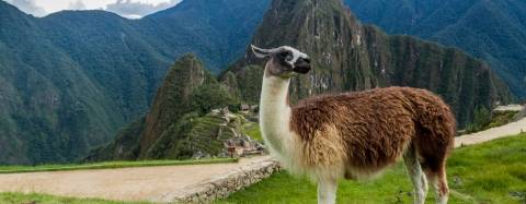 Large Animal_llama