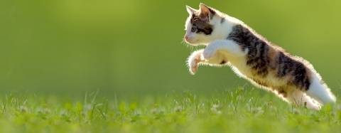 Cat jumping in grass