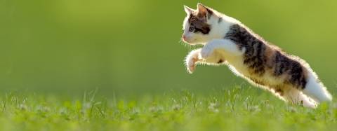 Cat jumping in grass