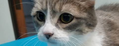Precious