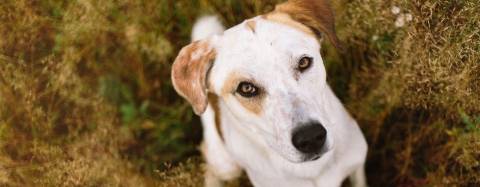 Brown & White Dog