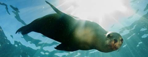 sea lion