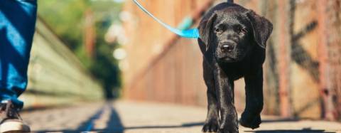 Dog on Leash